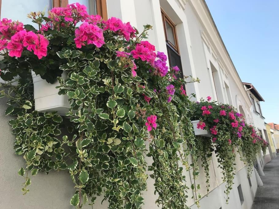 Charmantes Cottage Appartement Pottelsdorf المظهر الخارجي الصورة
